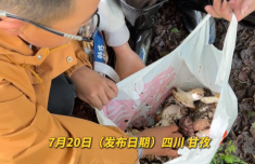 情侣采10斤菌子被本地小孩哥扔8斤：把有毒的挑出去