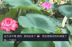买的荷叶不开花爸爸一怒之下怒了一下