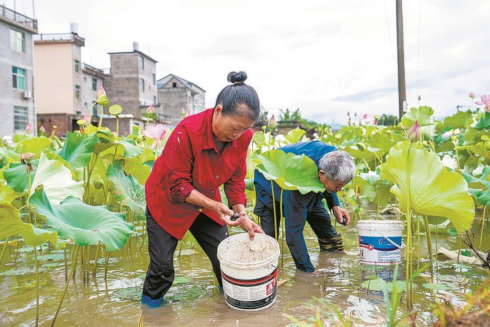 松溪县大布村:荷塘里,他们收上了螺