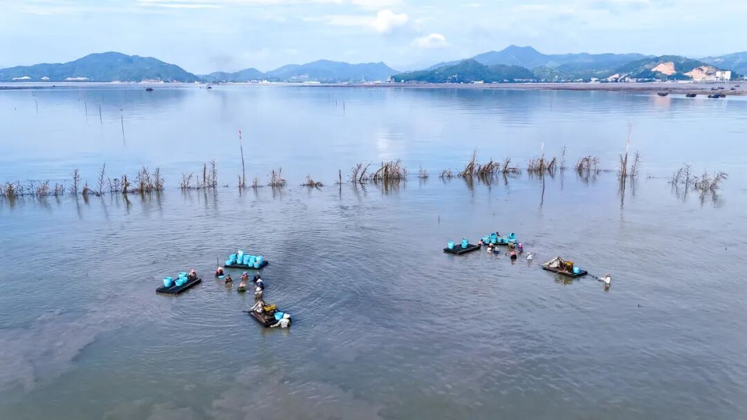 晓澳镇地处闽江与敖江入海口交汇处，这里海域潮流畅通、饵料丰富、温度盐度适宜，出产的花蛤壳薄肉肥、汁多味鲜，是市民夏日餐桌上不可或缺的时令海味。