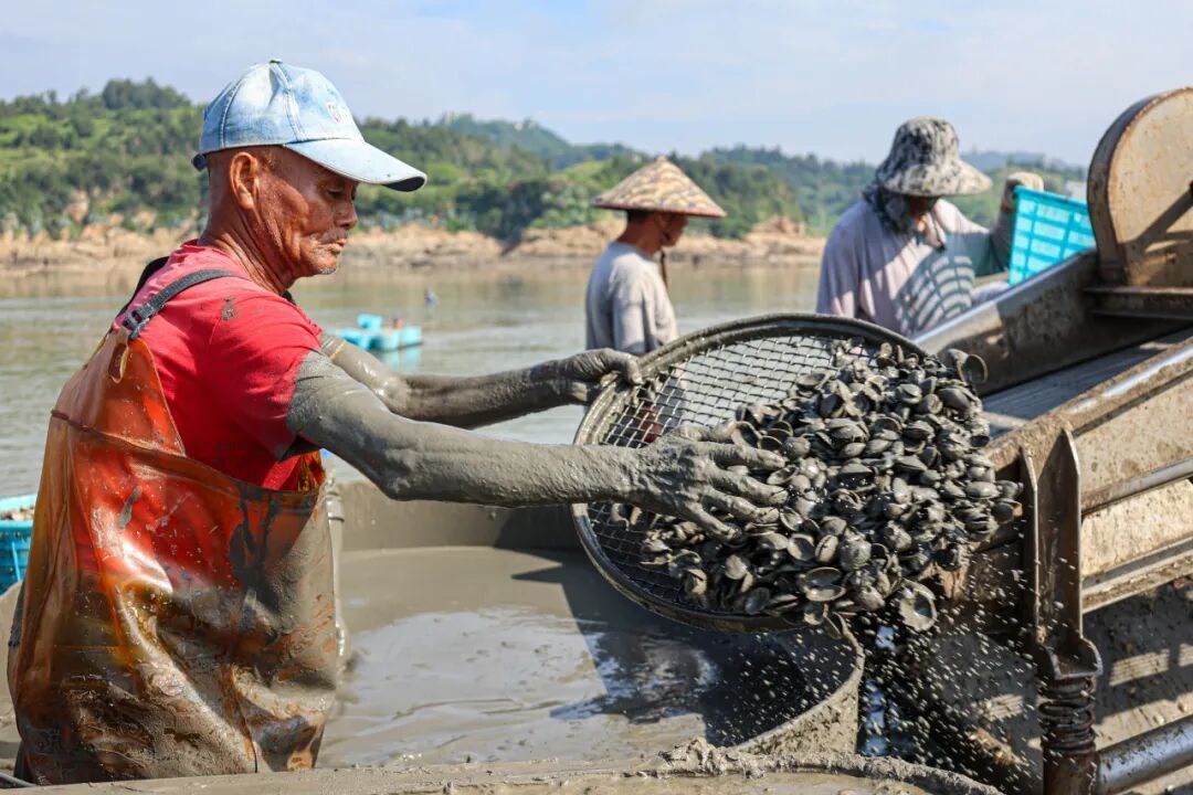 渔民们将成筐的花蛤倒入调配好的沙泥水中，空壳花蛤将随着搅动被沙泥灌满，逐渐沉入桶底，而鲜活的花蛤则会浮在上层。