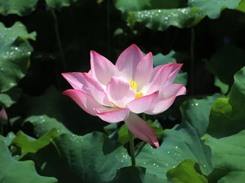 随手一拍就是大片：粉嫩的花影衬着远山青黛，蜿蜒的亲水步道穿行在绿浪之间。