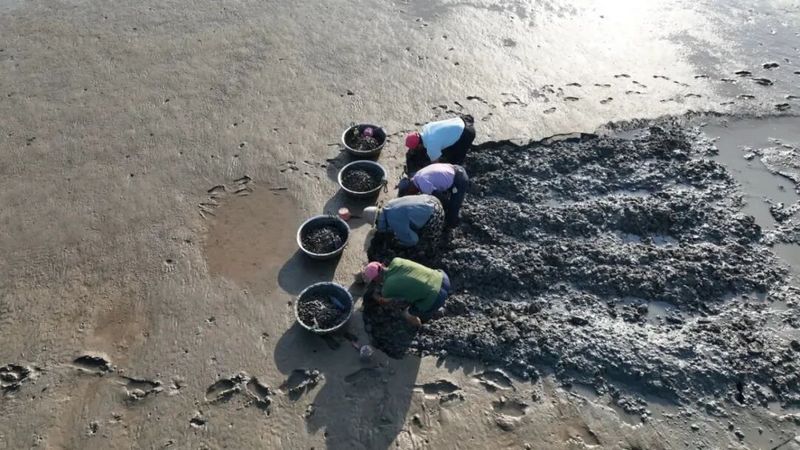 数十名蛏农搭乘特制蛏车奔赴作业区，蛏锄、不锈钢盆整齐摆放在滩涂上，一场与潮汐赛跑的采收就此开启。记者 陈浩 摄
