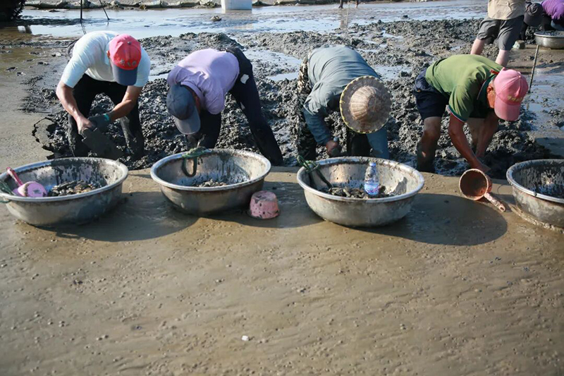 数十名蛏农搭乘特制蛏车奔赴作业区，蛏锄、不锈钢盆整齐摆放在滩涂上，一场与潮汐赛跑的采收就此开启。记者 陈浩 摄