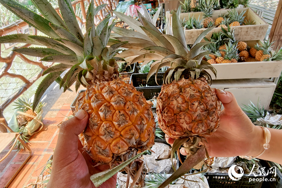 手撕凤梨和红香凤梨。人民网记者 陈博摄
