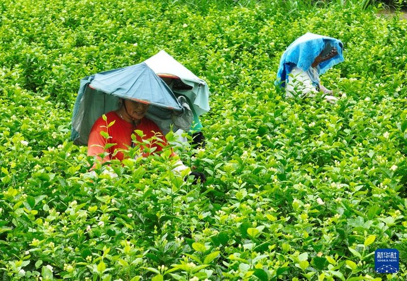 7月21日，花农在福建春伦集团管护的福州市仓山区盖山镇浦口村帝封江茉莉花基地采摘茉莉花（无人机照片）。新华社记者 林善传 摄