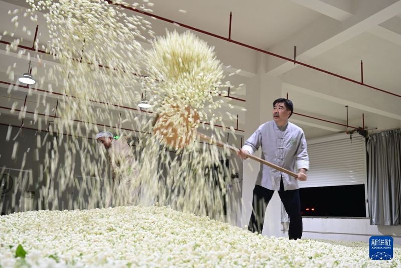 7月22日，国家级非物质文化遗产代表性传承人傅天龙在福州茉莉花茶仓山产业园展示三伏天的茉莉花茶制作技艺。新华社记者 林善传 摄