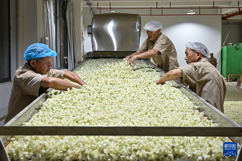 7月22日，工人在福州茉莉花茶仓山产业园春伦集团茶叶加工车间生产茉莉花茶。新华社记者 韩旭 摄