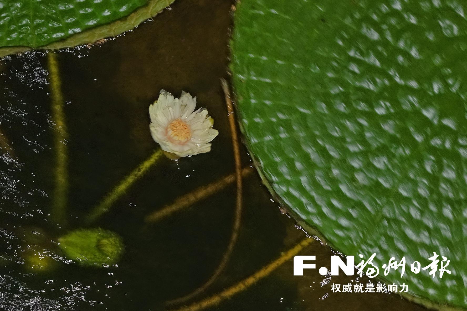 三大品种王莲齐聚茶亭公园 观赏期持续至10月