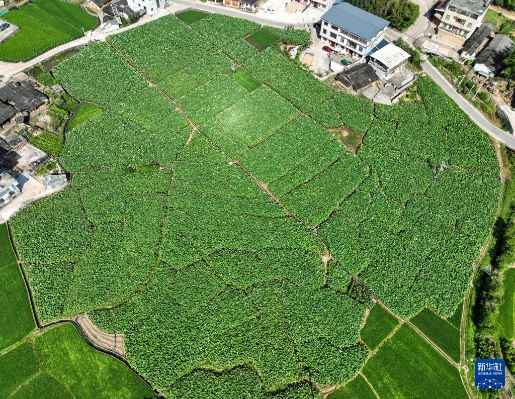 在福建省龙岩市长汀县南山镇中复村拍摄的一处槟榔芋田(无人机照片)。新华社记者 韩旭 摄