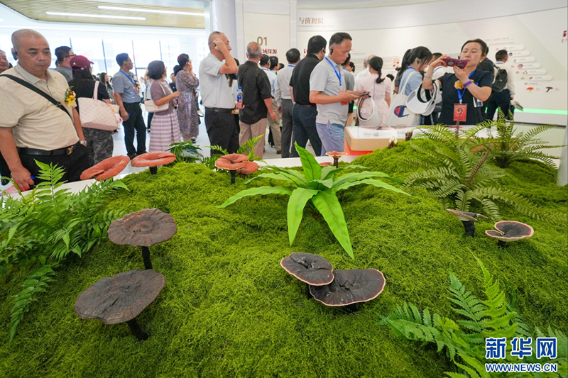 7月24日,嘉宾在灵芝科学馆了解灵芝生长主要过程。新华网 肖和勇 摄