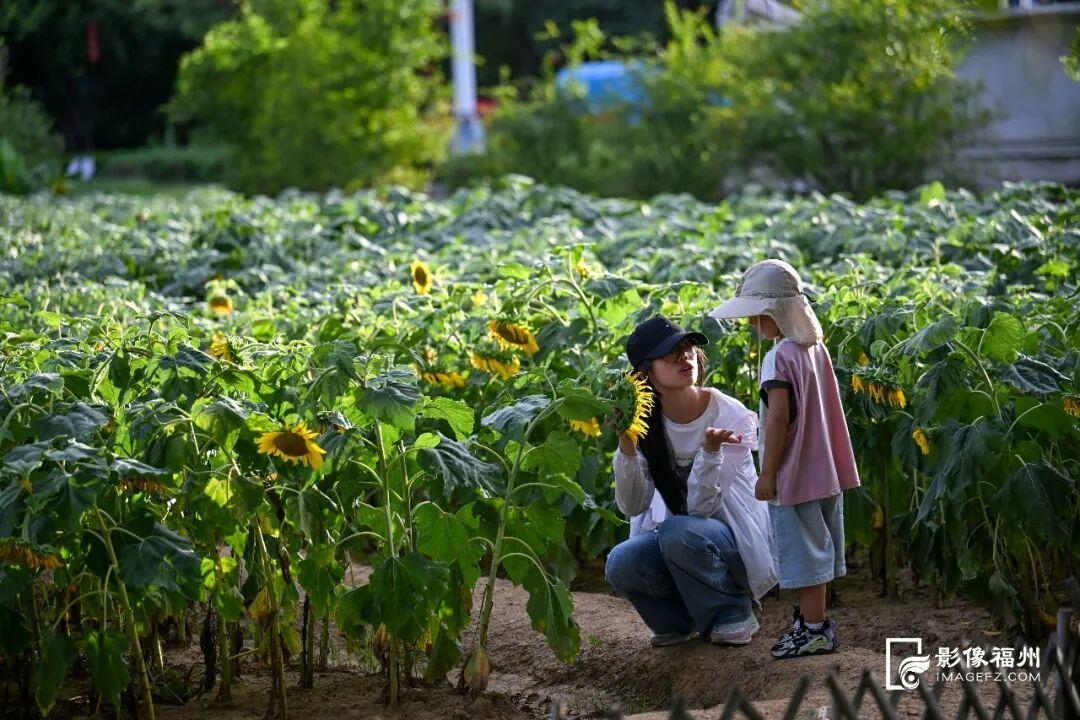 这片花海成为市民近郊休闲、打卡拍照的绝佳去处。记者 池远 摄