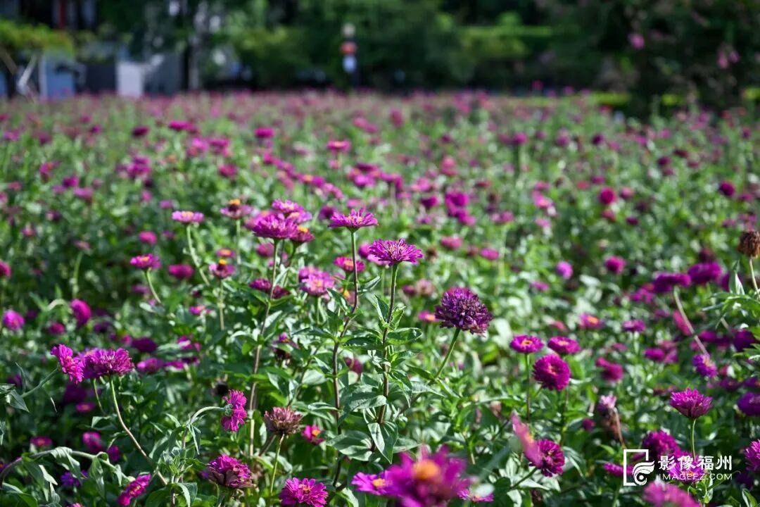 各类菊花绽放，紫、黄、橙等交织成绚烂的花海，吸引游客徜徉其中。记者 池远 摄