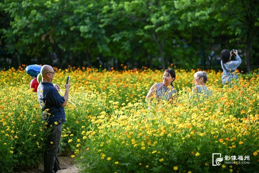 大花金鸡菊、百日菊等争相绽放。记者 池远 摄