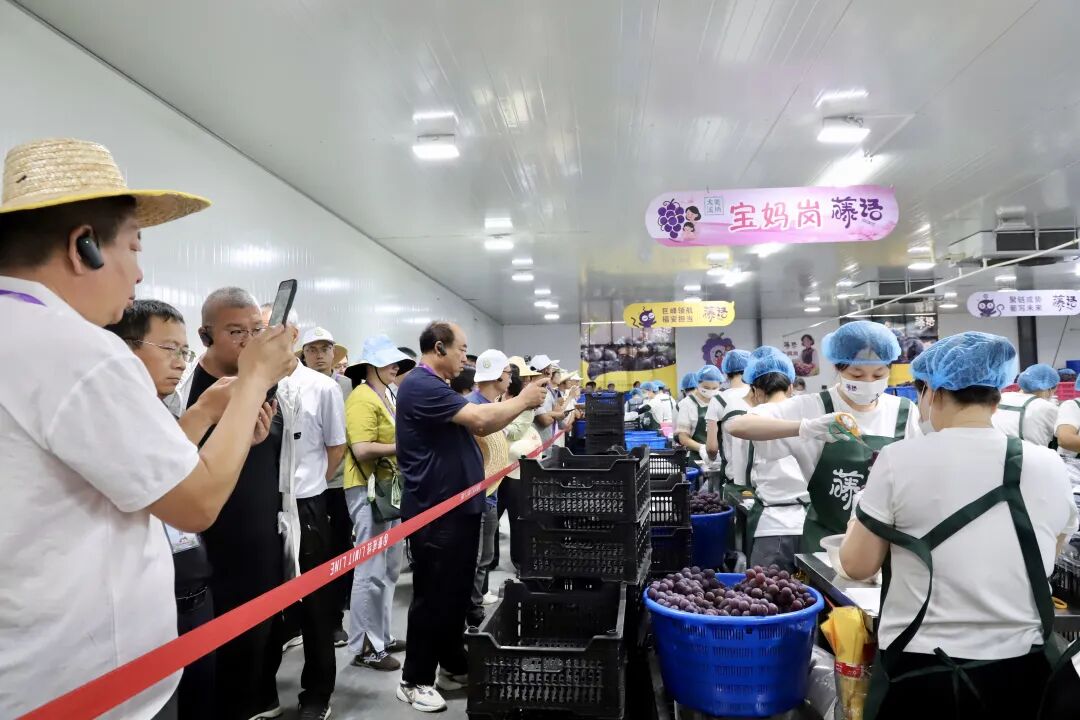 中国农学会第三十届葡萄学术研讨会嘉宾现场观摩福安葡萄产业发展