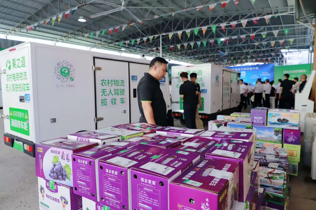果园直通高铁，福安葡萄新鲜当日达