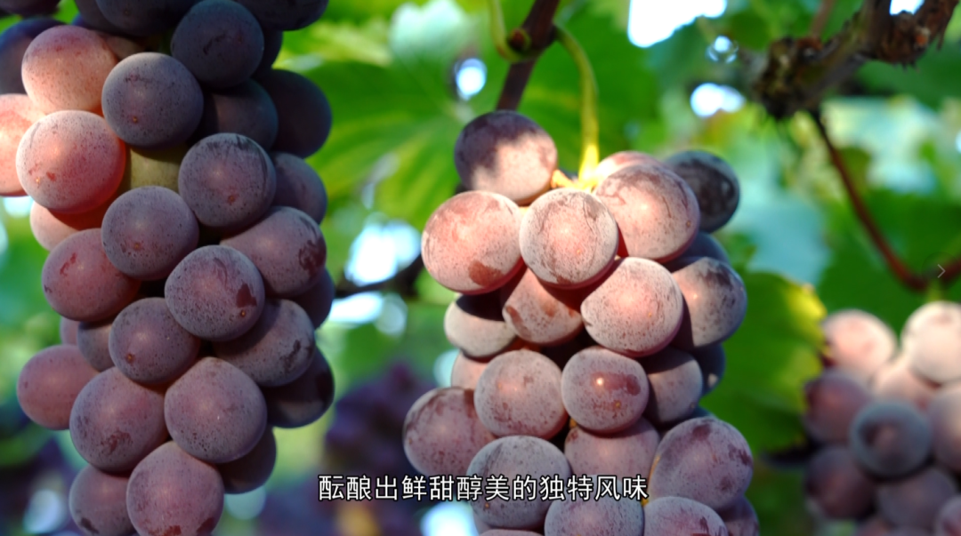 福安葡萄何以成为中国水果“优等生”？