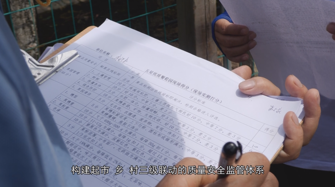 福安葡萄何以成为中国水果“优等生”？