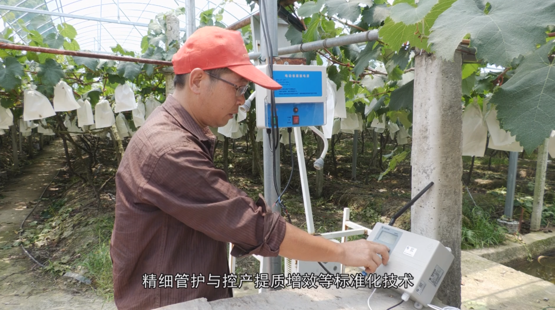 福安葡萄何以成为中国水果“优等生”？
