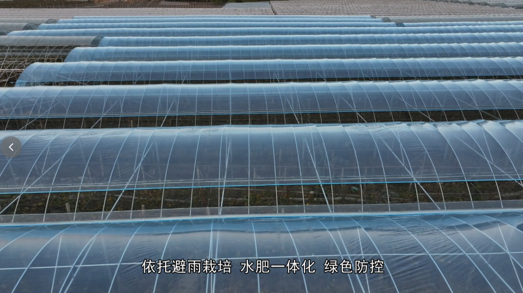 福安葡萄何以成为中国水果“优等生”？