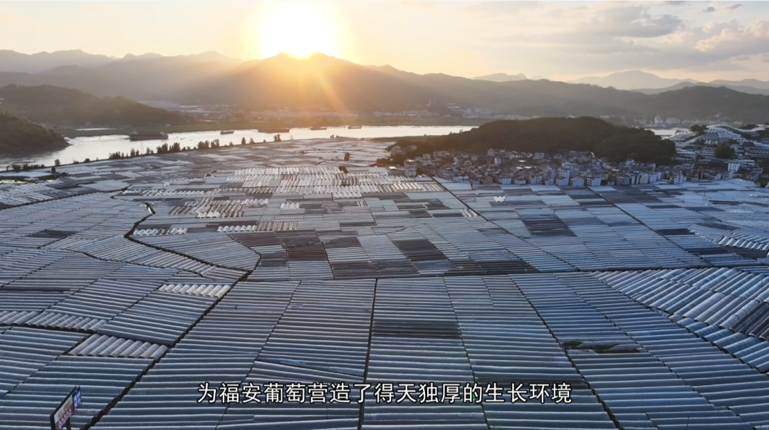福安葡萄何以成为中国水果“优等生”？