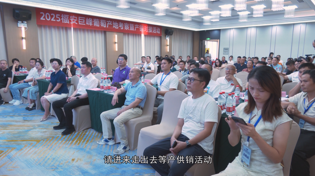 福安葡萄何以成为中国水果“优等生”？