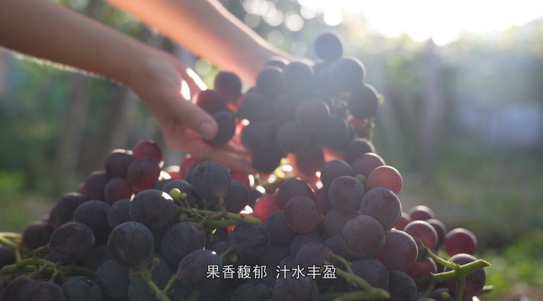 福安葡萄何以成为中国水果“优等生”？