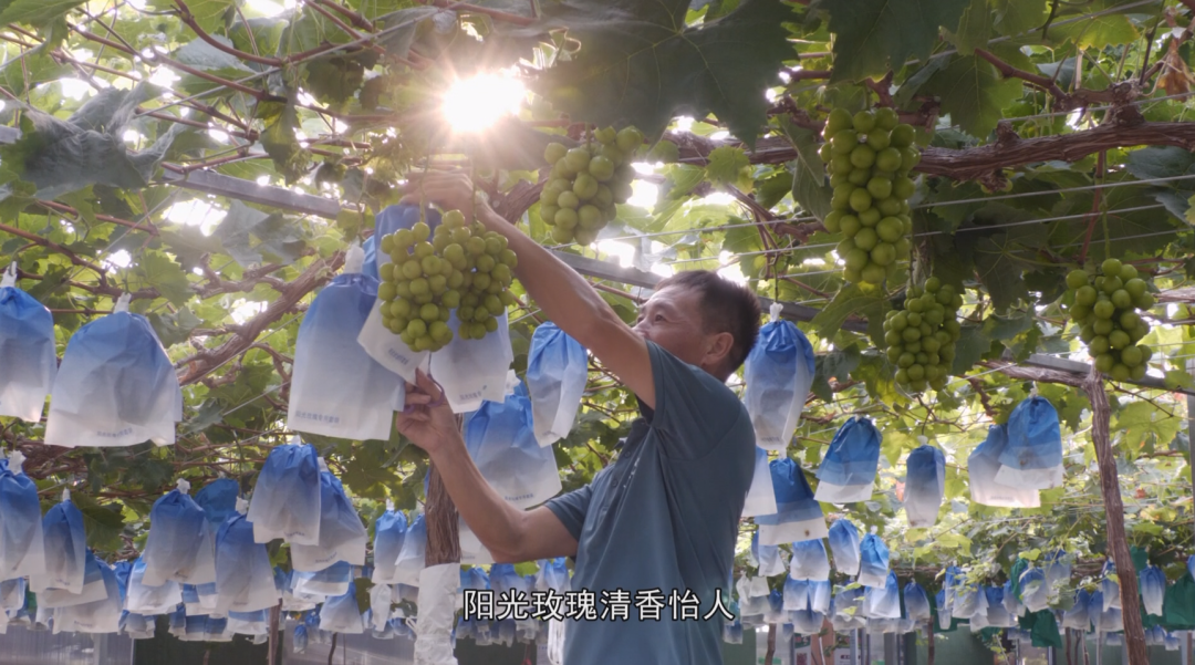 福安葡萄何以成为中国水果“优等生”？