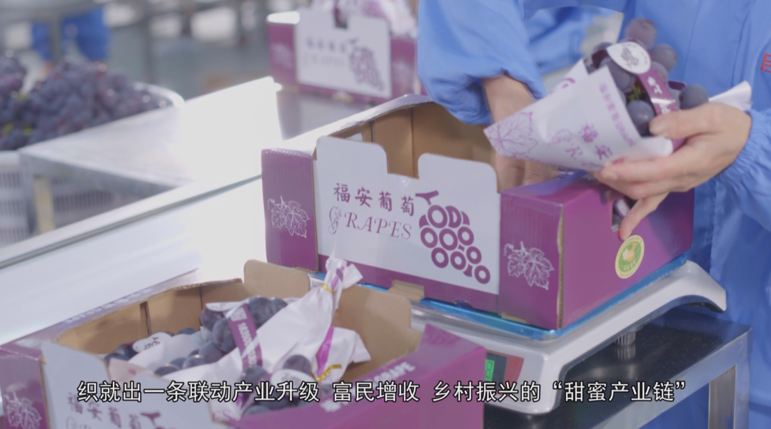 福安葡萄何以成为中国水果“优等生”？