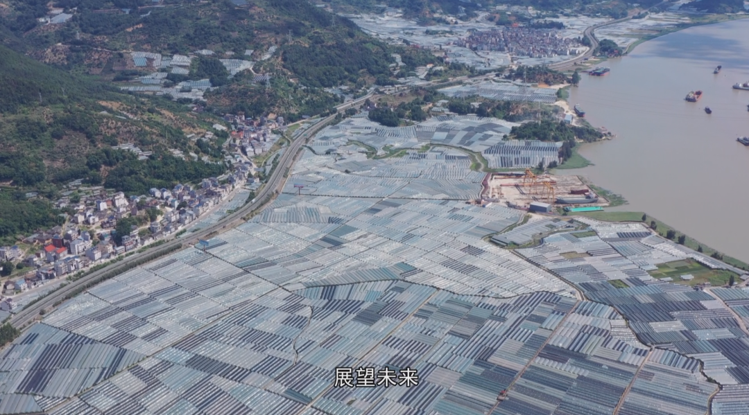 福安葡萄何以成为中国水果“优等生”？