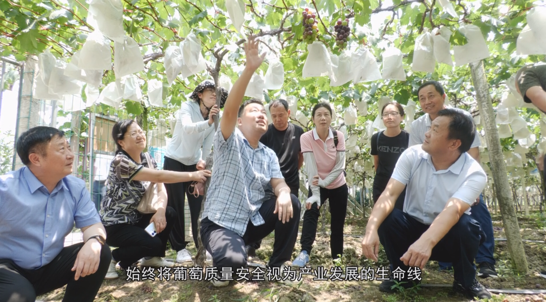 福安葡萄何以成为中国水果“优等生”？