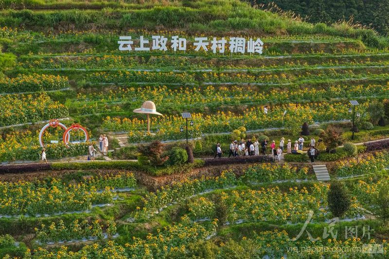 福建省南平市政和县外屯乡的天村稠岭景区，游客在向日葵花海间拍照打卡。