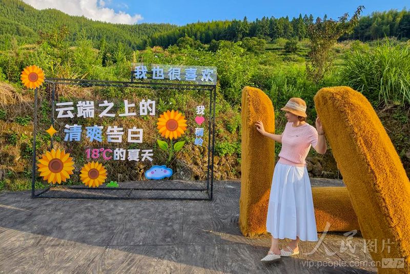 福建省南平市政和县外屯乡的天村稠岭景区，游客在向日葵花海间拍照打卡。