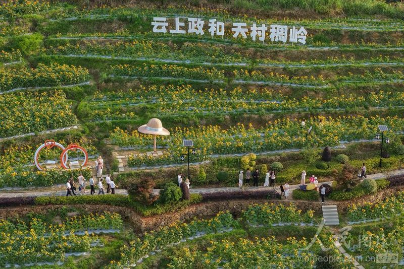福建省南平市政和县外屯乡天村稠岭景区，梯田向日葵连片绽放，吸引不少游客前来，徜徉花海、打卡拍照，尽享高山夏日生态风光。