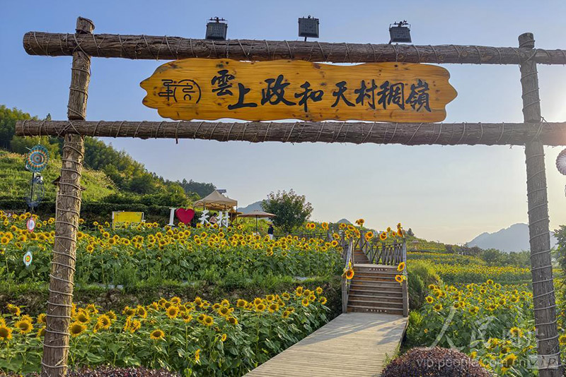 福建省南平市政和县外屯乡的天村稠岭景区，向日葵花迎来盛开期。