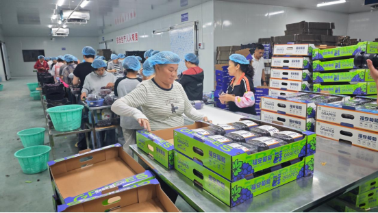 【产业观察】一颗葡萄的甜度密码:福安人四2138