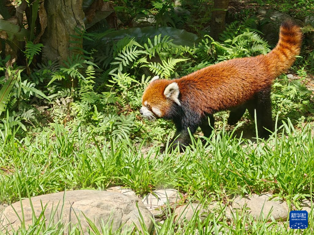 上海赠台小熊猫首秀 “甜乐”惹人爱