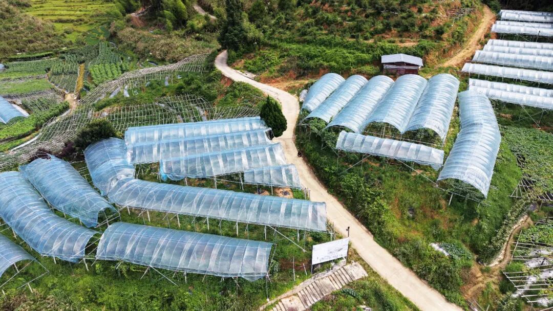 ▲农户搭建标准化种植大棚