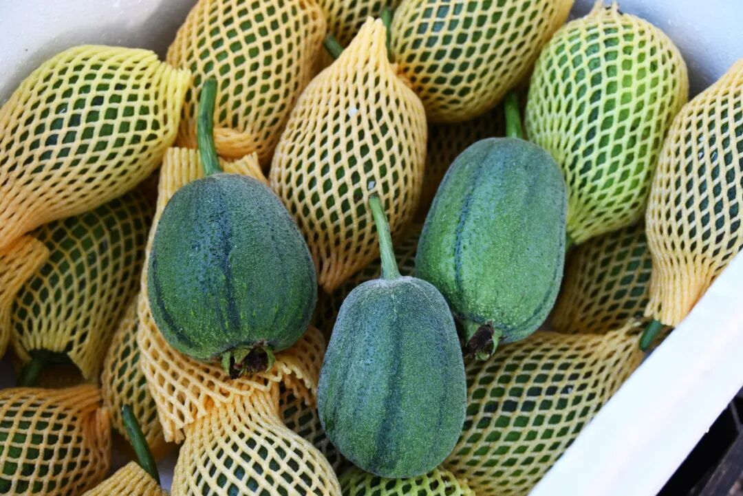 ▲各村特色果品轮番成熟