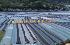 福安葡萄熟了！