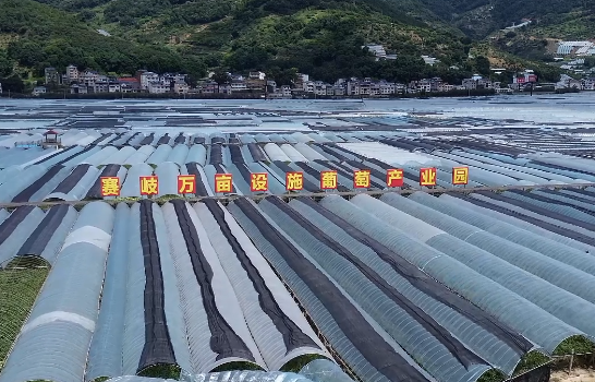 福安葡萄熟了！