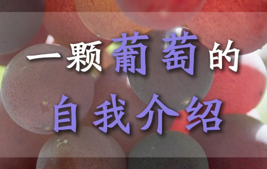 一颗葡萄的自我介绍