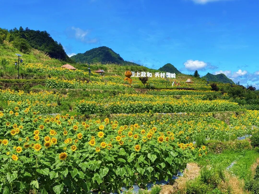 盛夏时节，外屯乡稠岭村40余亩向日葵于近日迎来盛放期。