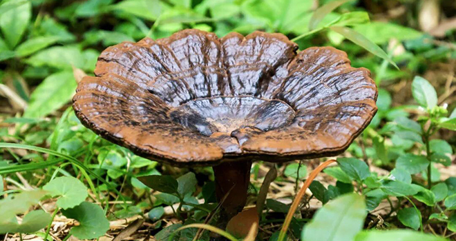 林下生“金”，水产清莲！福州连江夏日风物上新