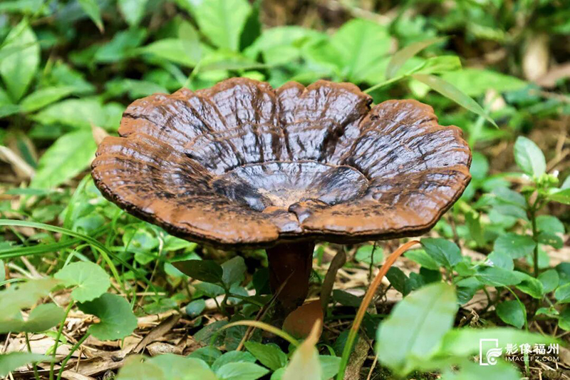 在仿野生紫灵芝示范基地，一朵朵成熟的紫灵芝错落生长在林间。连江县融媒体中心供图
