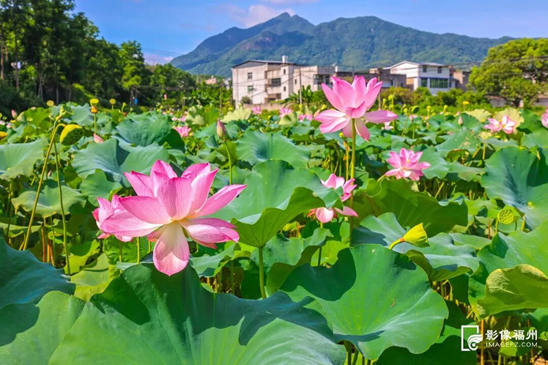 连江蓼沿乡朱公村百亩莲田的莲蓬喜获丰收。连江县融媒体中心供图