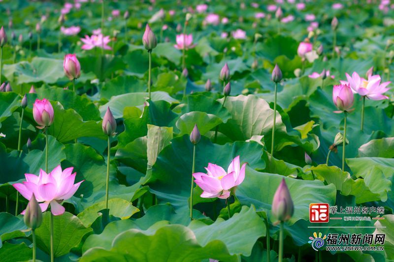 连江蓼沿乡朱公村百亩莲田的荷花盛开。连江融媒体中心供图
