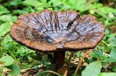 林下生“金”，水产清莲！福州连江夏日风物上新