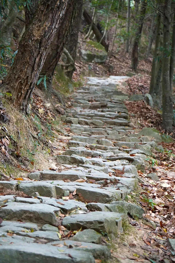 鼓岭作为中国四大避暑胜地之一，千株千年柳杉遮天蔽日，薄雾常年萦绕山间。图源：鼓岭旅游度假区