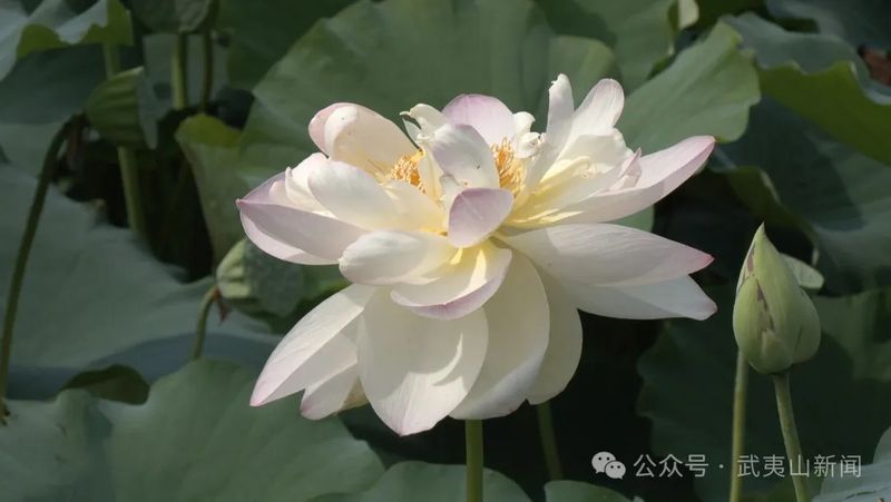 伴随着微风拂过，荷花轻轻摇曳，扑鼻而来的花香沁人心脾，令人心旷神怡。
